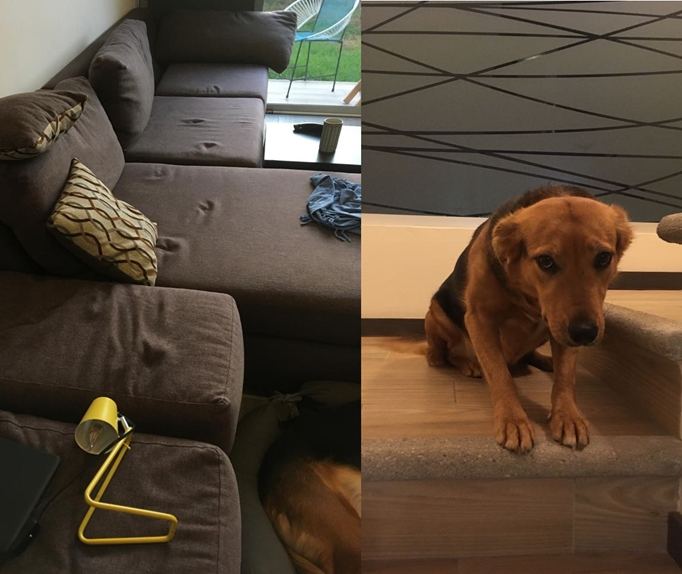 Adorable Finca was unable to hide her cute paw prints on the sofa. But we're sure the reward was worth the risk ;) 
